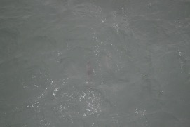 Missing Picture